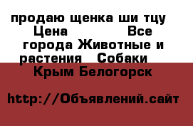 продаю щенка ши-тцу › Цена ­ 10 000 - Все города Животные и растения » Собаки   . Крым,Белогорск